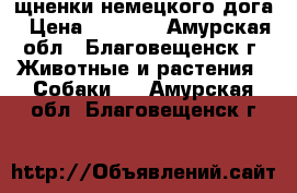 щненки немецкого дога › Цена ­ 7 000 - Амурская обл., Благовещенск г. Животные и растения » Собаки   . Амурская обл.,Благовещенск г.